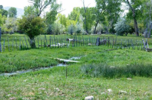 Natural landscape with lush greenery and a stream, featuring grass, rocks, and wooden fencing in Colorado.